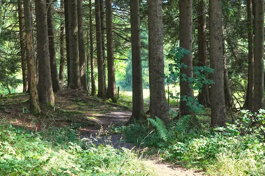 A narrow dirt path meanders through a dense forest of tall, straight trees with dark bark and green needles. Lush green…