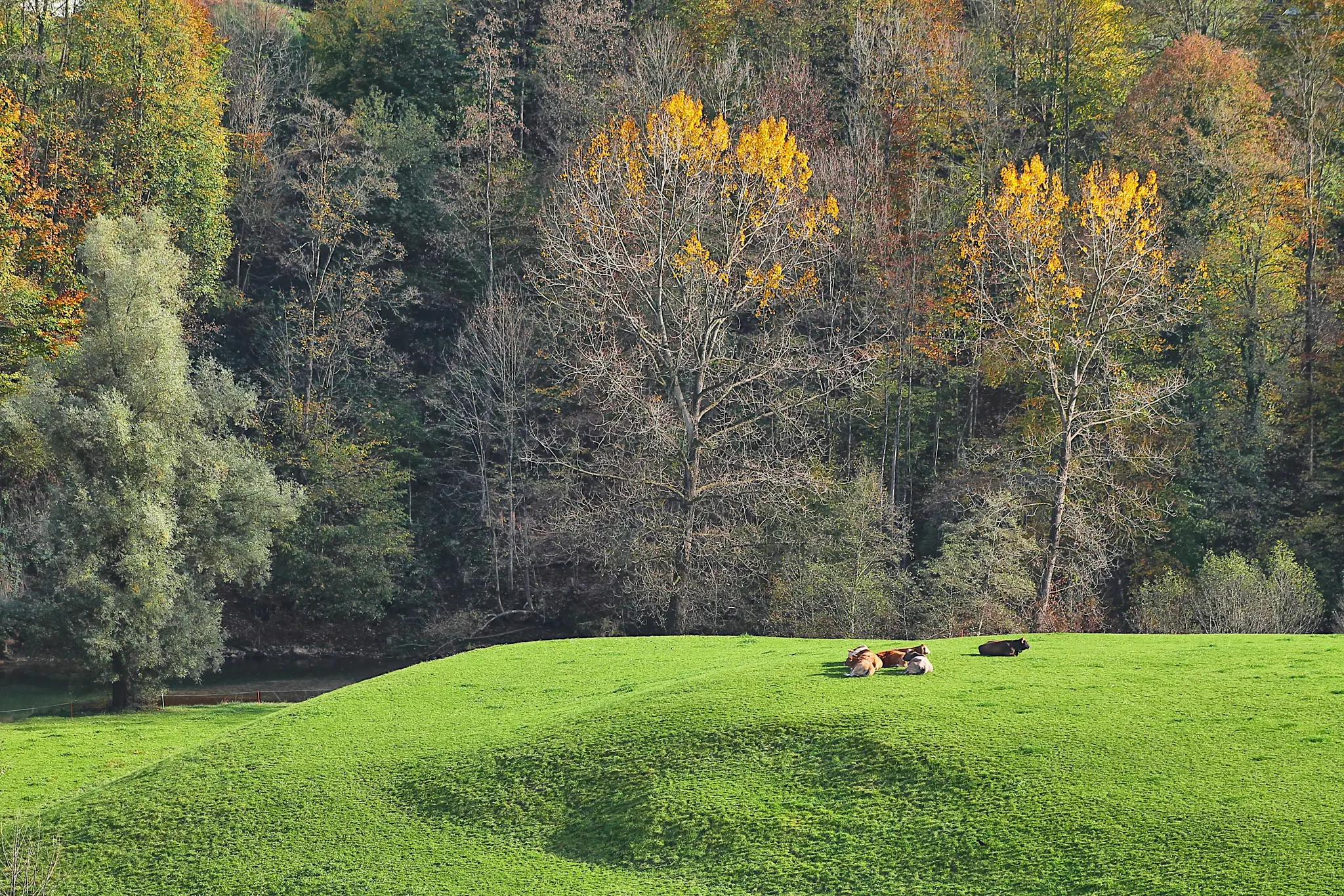 Tre køer, to brune og hvide, en mørkebrun, hviler på en lys grøn græsklædt bjergside. Bag dem er en skov med