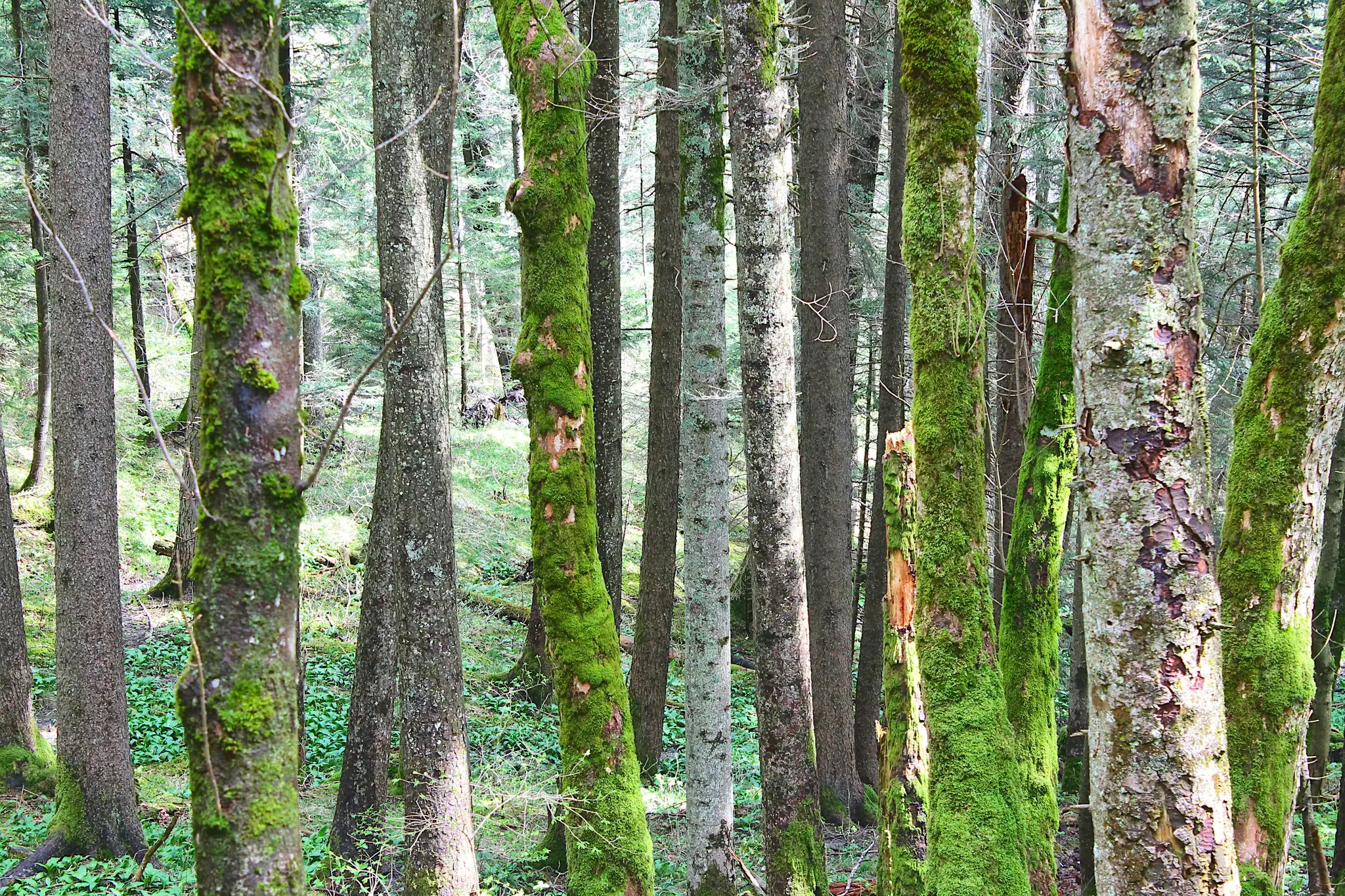 Lähikuva metsänpohjasta ja puunrungoista, monet kirkkaanvihreän sammaleen peitossa, himmeä valo siivilöityy läpi.