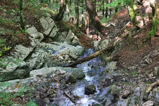 A forest stream cascades over light-colored rocks and a fallen log, flanked by steep, tree-covered banks. Three small…
