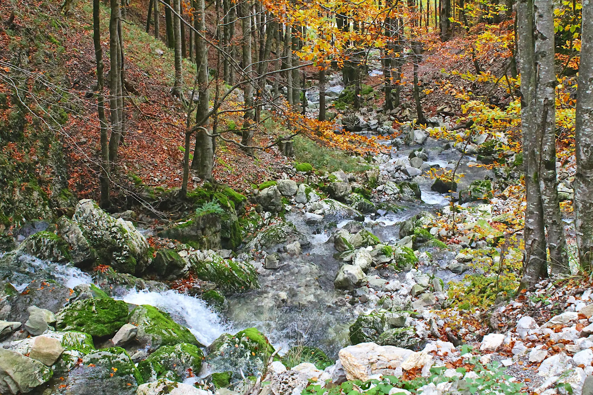 En klar strøm kaskaderer over mosbegroede klipper og småsten gennem en tæt skov med træer, der viser levende gule og orange