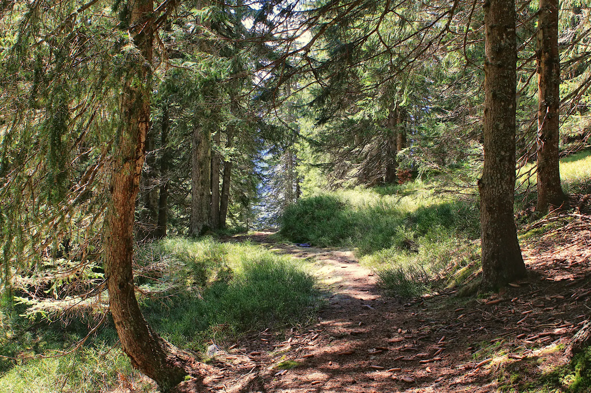 Kiertelevä polku, joka on peitetty neulasilla ja pienillä juurilla, johtaa aurinkoisen havumetsän läpi. Korkeat puut, joissa