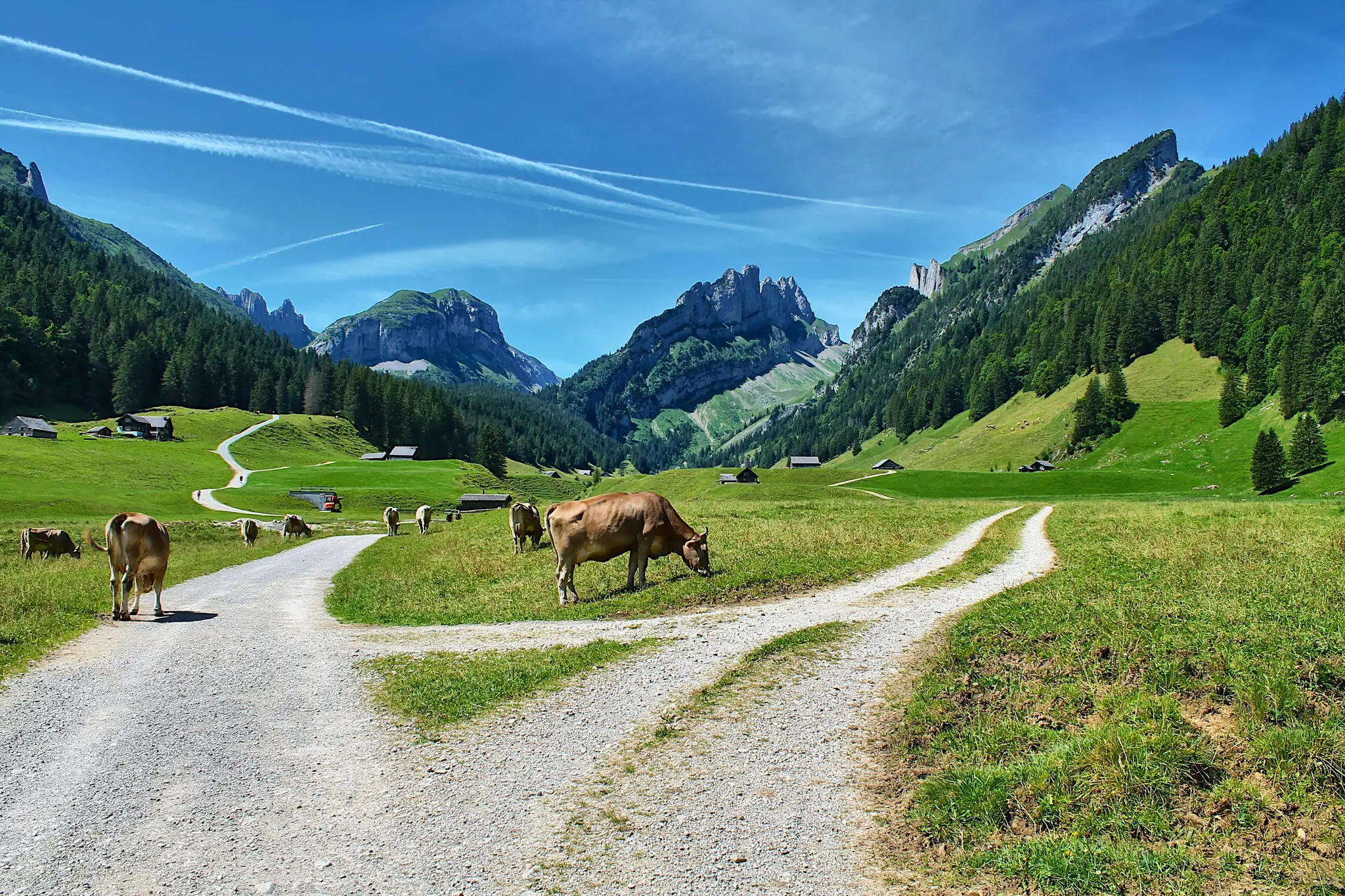 A wide landscape photo shows a herd of light brown cows grazing in a vibrant green valley with winding dirt roads. Steep…