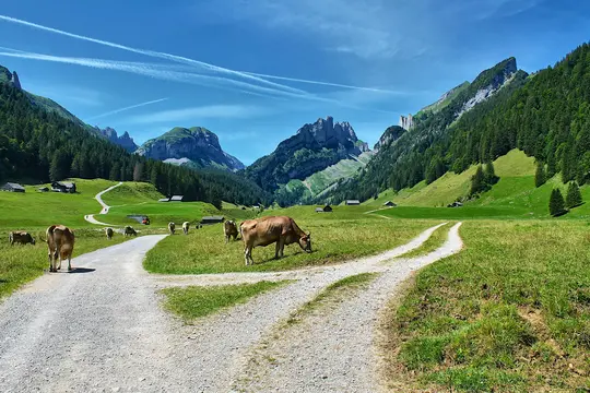 A wide landscape photo shows a herd of light brown cows grazing in a vibrant green valley with winding dirt roads. Steep…