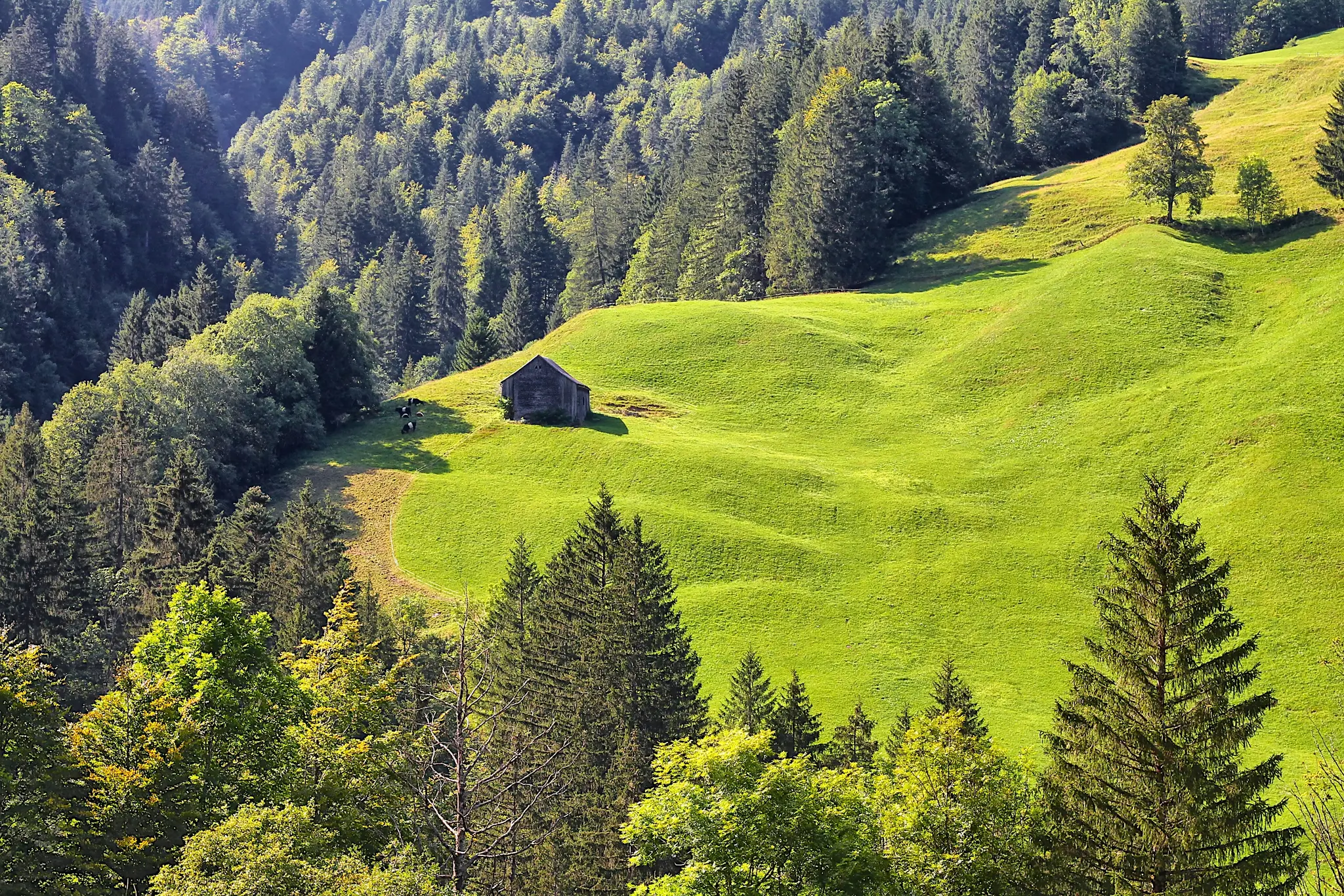 A small, weathered wooden barn stands on a bright green, undulating hillside. Dense green forests cover the surrounding…