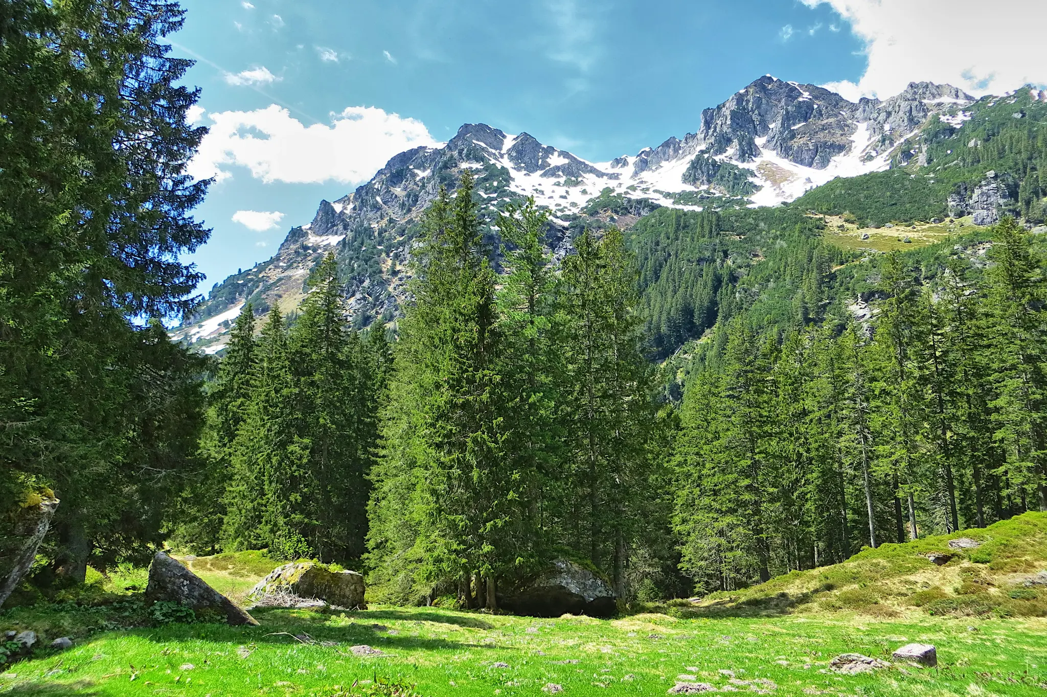 A wide landscape view of a lush green meadow in a valley, bordered by tall, dark green pine trees. Snow-capped mountains…