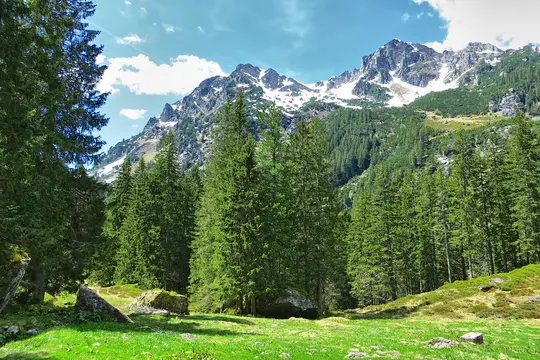 A wide landscape view of a lush green meadow in a valley, bordered by tall, dark green pine trees. Snow-capped mountains…