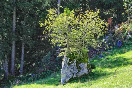 A vibrant green-leafed tree sprouts from a large, moss-covered grey boulder on a sunlit grassy slope, backed by a dark…