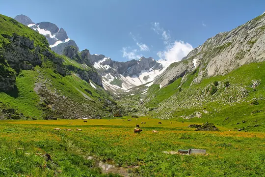 En panoramaudsigt over en frodig, grøn bjergdal med en mark med gule blomster og flere græssende køer. Sneklædte tinder…