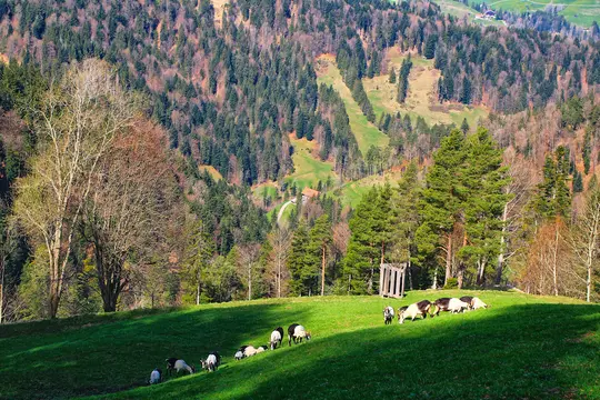 En flok sort-hvide geder græsser på en klar grøn, solbeskinnet bjergskråning. I baggrunden dækker en stor skov…