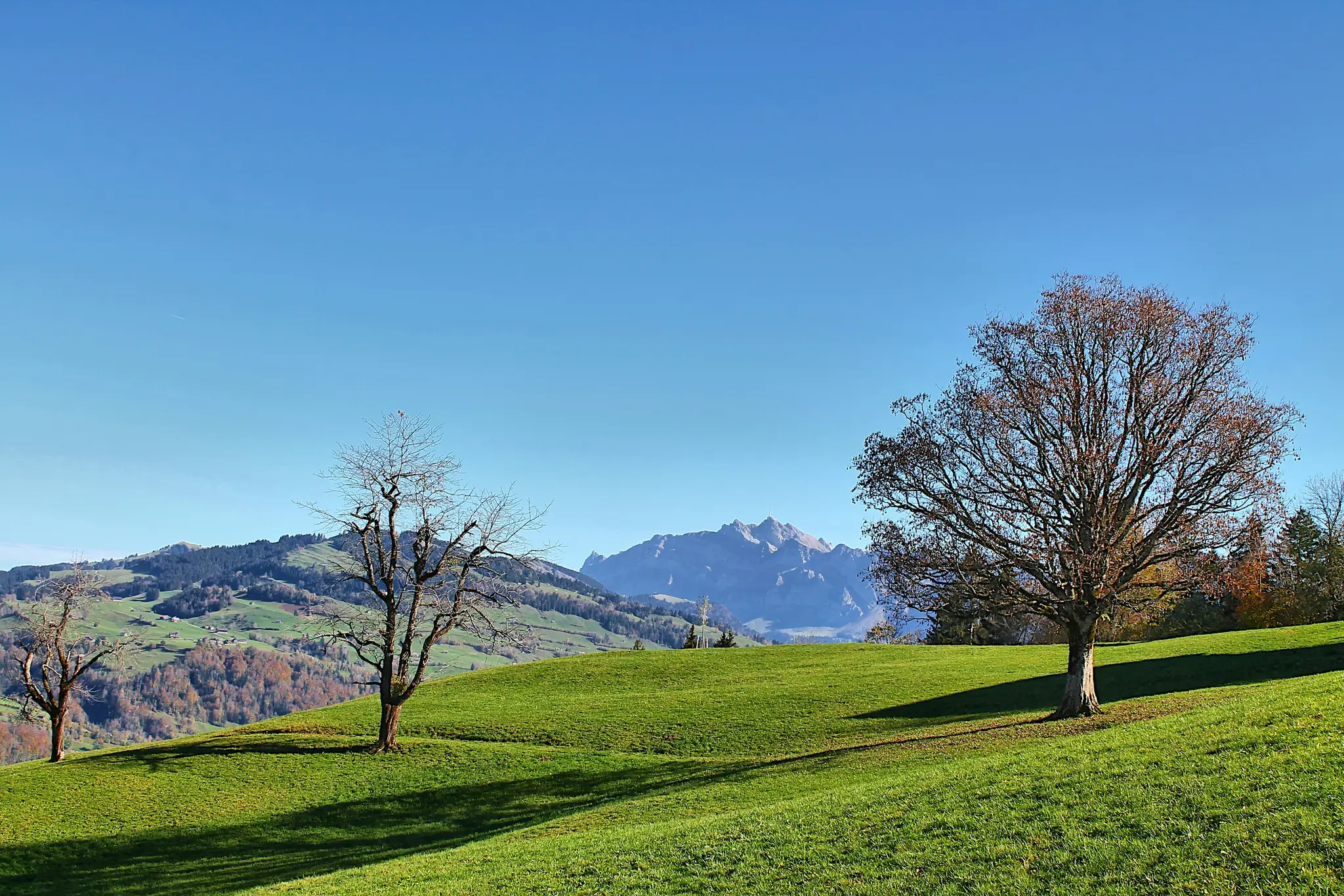 A scenic autumn landscape featuring bright green rolling hills with long shadows, three bare or sparsely leafed trees, and…