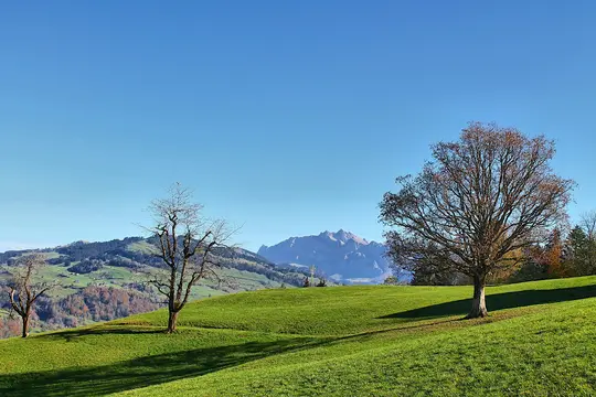 A scenic autumn landscape featuring bright green rolling hills with long shadows, three bare or sparsely leafed trees, and…