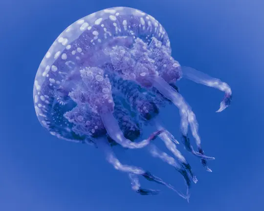 A close-up shot of a purple and white spotted jellyfish with long, translucent tentacles, floating in clear blue water.