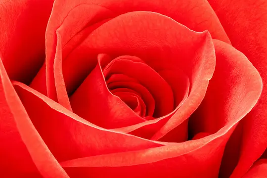 A vibrant, detailed close-up of a red rose, showing the intricate layers and textures of its petals spiraling towards the…