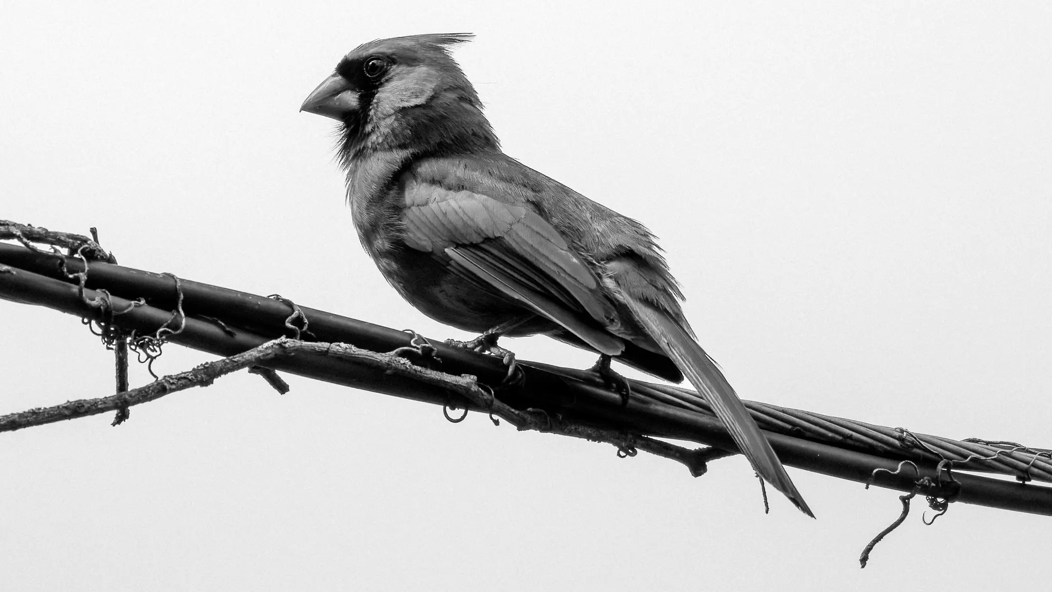 Gros plan moyen en noir et blanc d'un cardinal avec une crête, perché sur une épaisse ligne électrique avec quelques lianes