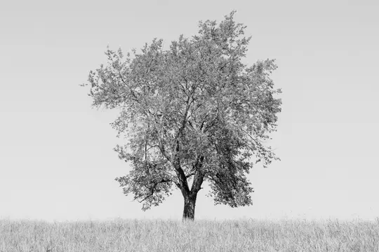 A black and white photograph of a single, full-leafed tree standing in a field of tall grass under a bright, clear sky.