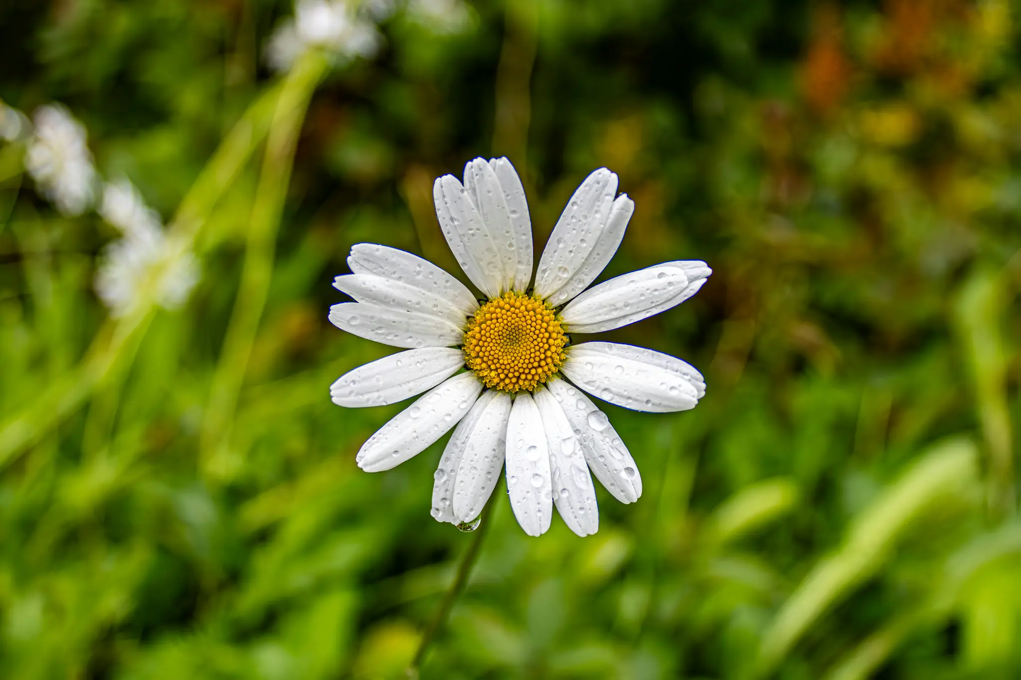 Un gros plan d'une marguerite blanche avec un centre jaune vif, couverte de petites gouttes d'eau, sur un fond vert doux et