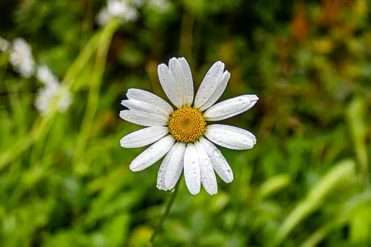 A close-up of a white daisy with a bright yellow center, covered in small water droplets, against a soft, blurred green…