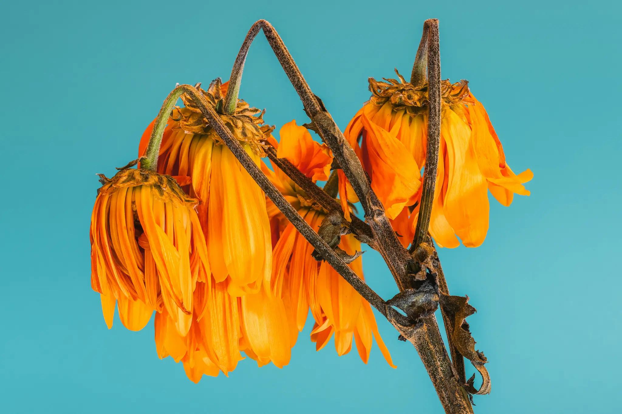 Une photo en gros plan de plusieurs fleurs d'oranger flétries avec des pétales tombants et des tiges sèches et brunes sur un