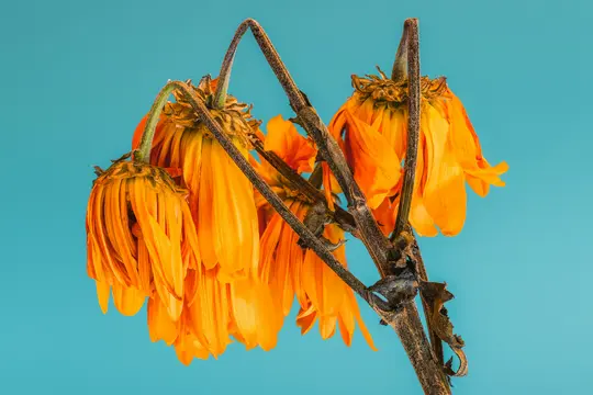 A close-up shot of several wilted orange flowers with drooping petals and dry brown stems against a solid blue background.