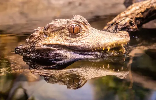 Gros plan de la tête d'un caïman, avec son grand œil orange et ses dents acérées visibles, partiellement immergé dans l'eau