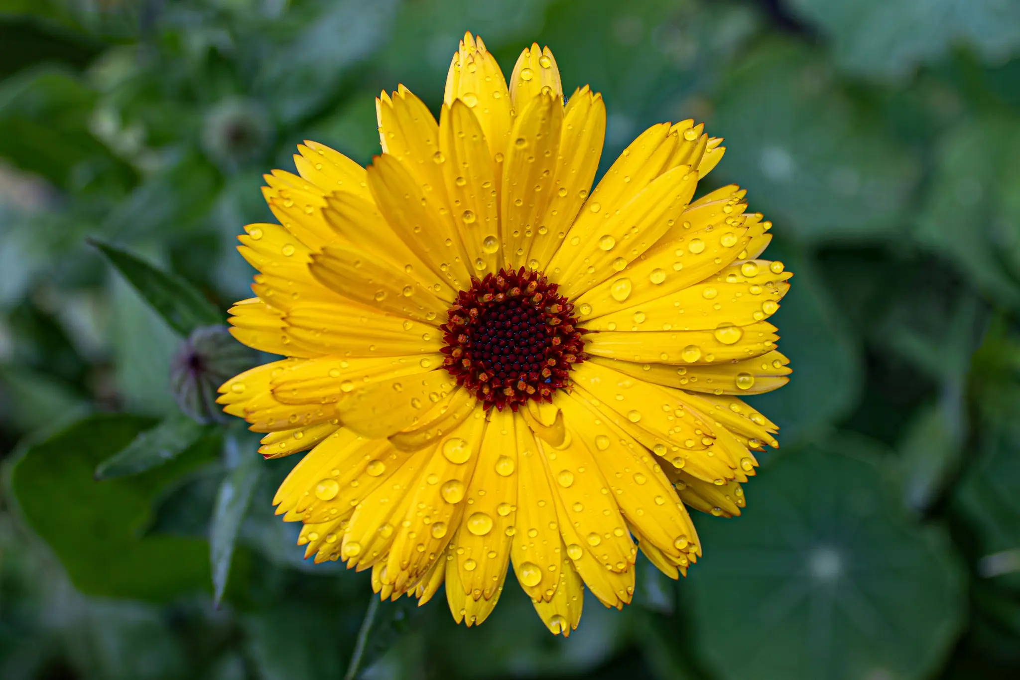 Une fleur de souci jaune vibrante, centrée dans le cadre, est recouverte de nombreuses gouttes d'eau claires. Son…