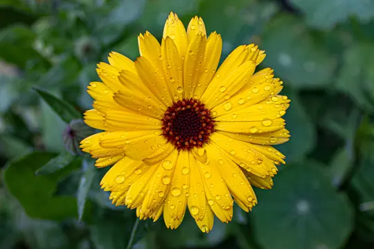 En levende gul calendula blomst, centreret i billedet, er dækket af talrige klare vanddråber. Dens mørkerødebrune…