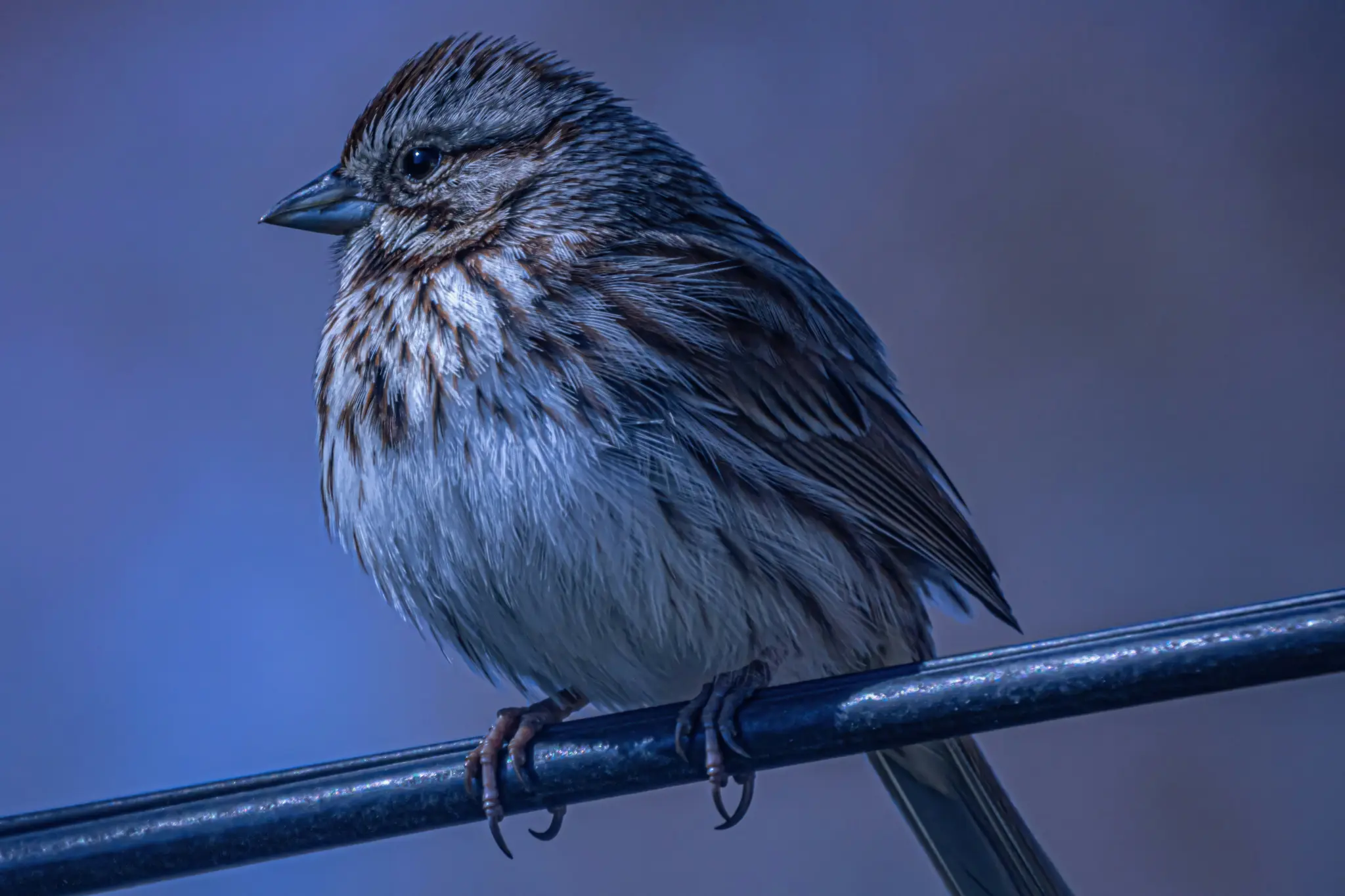 Un petit oiseau aux plumes tachetées de brun et de blanc se perche sur une branche sombre, regardant vers la gauche.