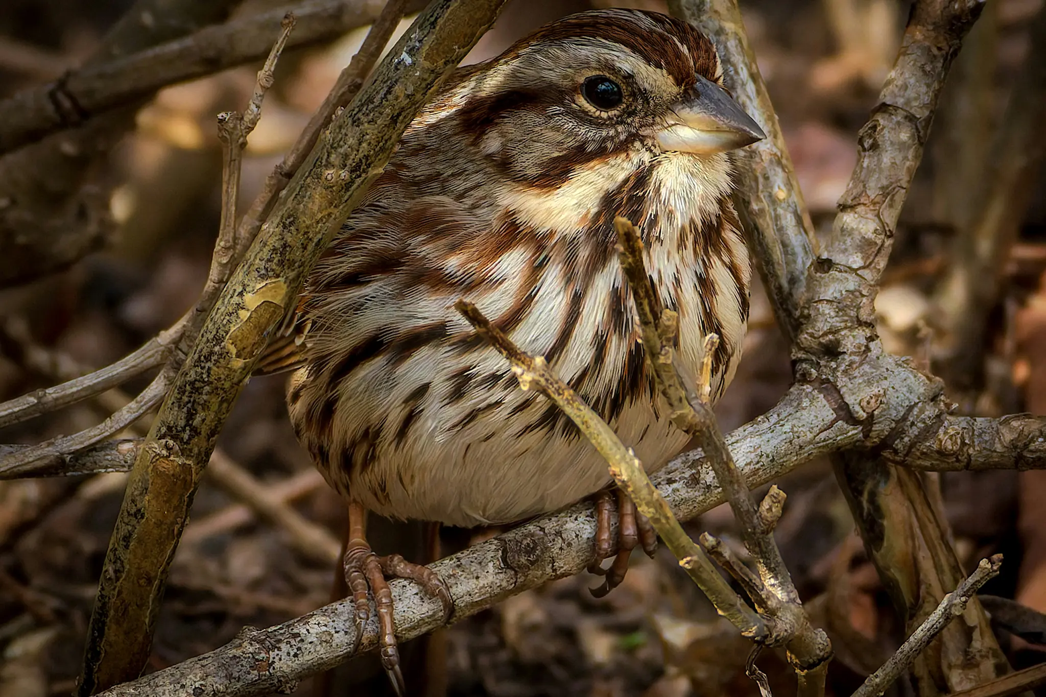 Un petit oiseau aux plumes brunes et blanches complexes se perche sur une branche texturée, regardant intensément vers la