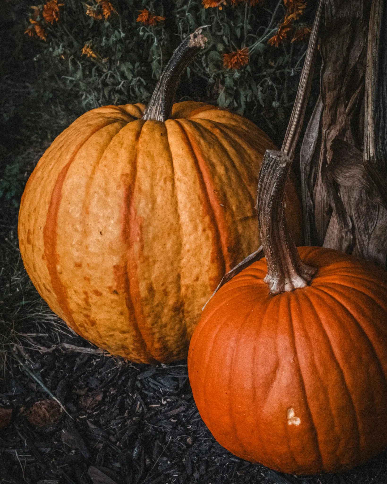 Une grosse citrouille orange rayée et une plus petite citrouille orange unie reposent sur du paillis sombre. Feuilles vert