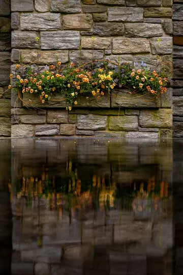 A stone wall with a flower box containing orange and yellow flowers. The wall and flowers are reflected in dark, still…
