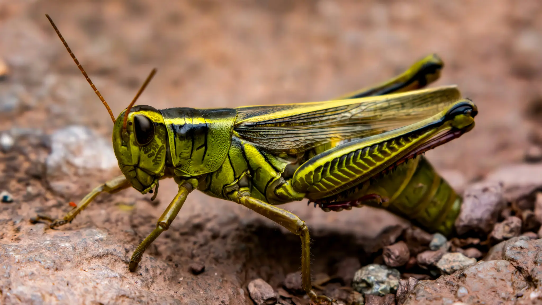 Detailná makro fotografia zeleného a žltého koníka s výraznými tykadlami, odpočívajúceho na červenohnedej, skalnatej pôde.
