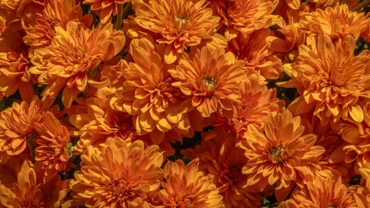 Et meget nært, fuldskærmsbillede af talrige levende orange krysantemumblomster, tæt pakket sammen.