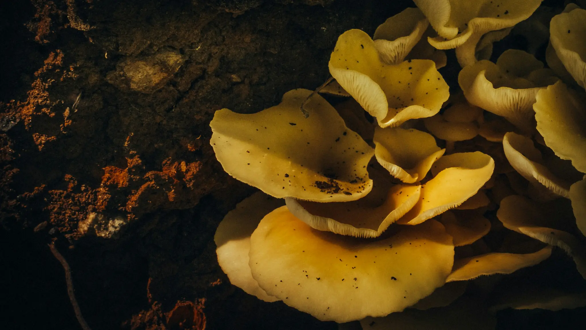 Gros plan d'un amas de champignons jaune vif tachetés de noir, poussant sur une surface sombre et texturée.