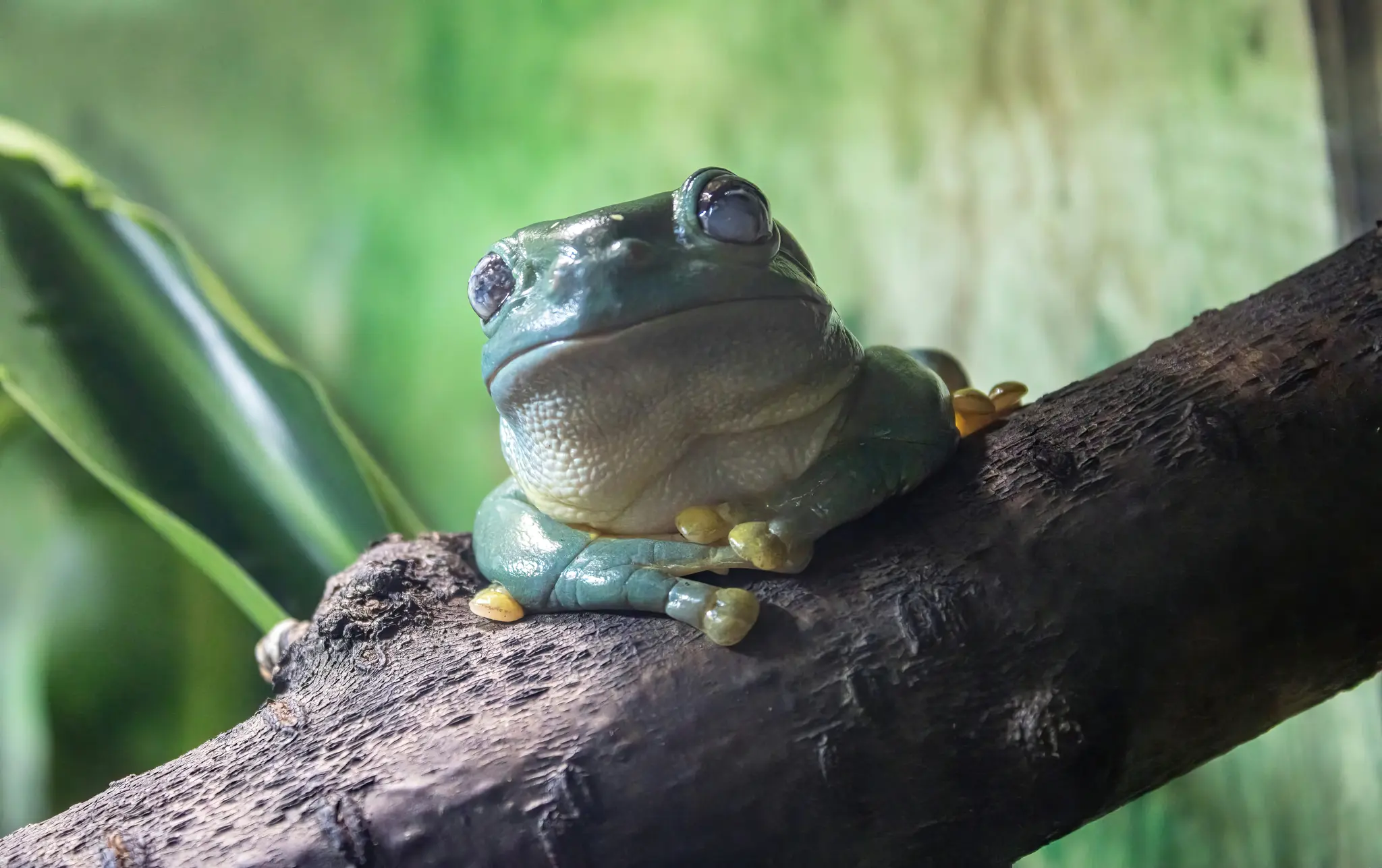 Une photo en gros plan d'une grenouille verte vibrante avec de grands yeux sombres, se reposant sur une branche d'arbre