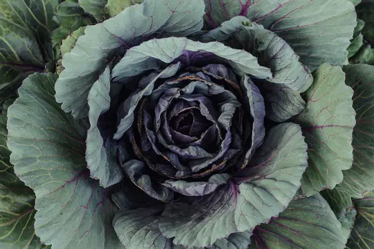 A top-down close-up shot of a red cabbage head, showing its dark green and purple leaves spiraling inwards.