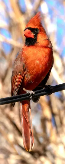 A bright red cardinal with a black face mask and crest sits on a black wire, its tail feathers hanging down. The background…
