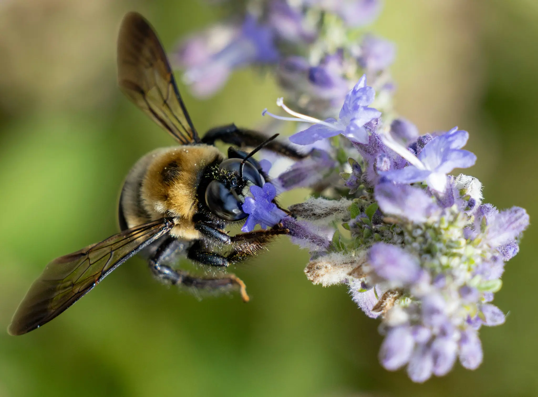 Une photo macro d'une abeille duveteuse rayée de noir et de jaune, la tête enfouie dans un amas de petites fleurs violettes.