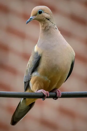 Mourning dove with light brown and gray feathers perches on a dark wire, looking left. Its eye is dark with a blue ring.