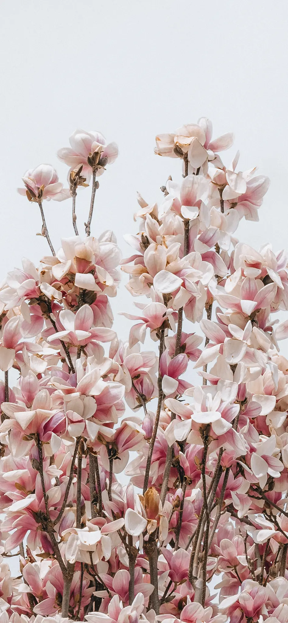 Une photo en gros plan, verticale, de nombreuses fleurs de magnolia roses et blanches s'épanouissant sur des branches brunes