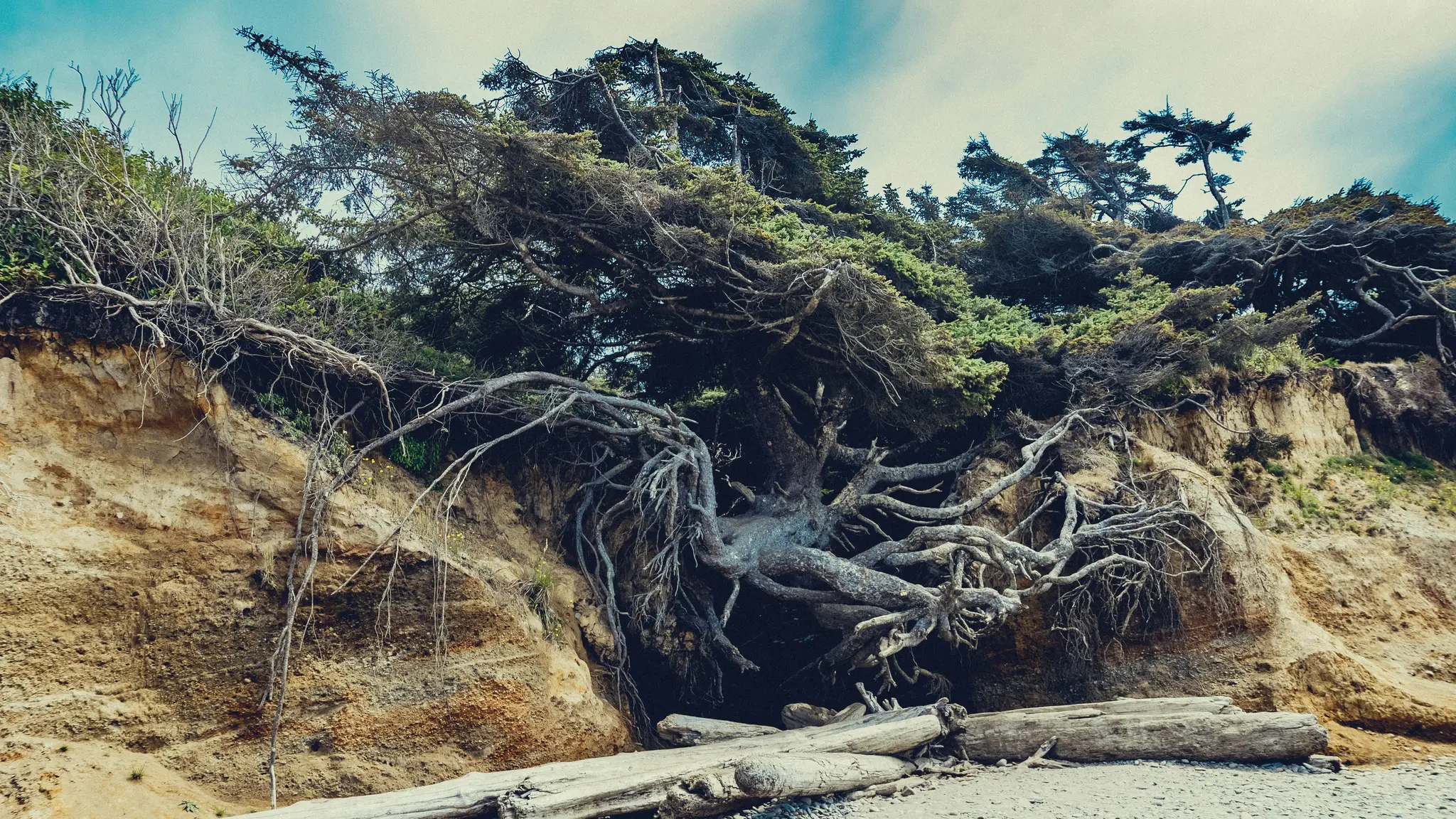 Un grand arbre aux racines apparentes et étendues s'étale sur la paroi d'une falaise sablonneuse, avec d'autres arbres et une