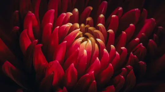 A macro shot of a vibrant red flower with a bright yellow center, showing intricate petal details and dark shadows.