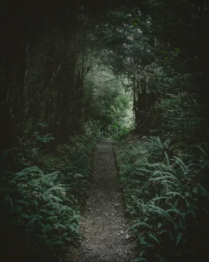 A dark, narrow gravel path cuts through a dense forest, surrounded by lush green ferns and tall trees.