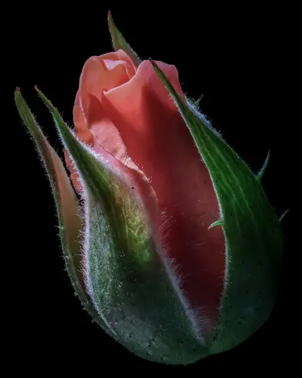 A macro shot of a pink rosebud, partially open, revealing soft pink petals. The green sepals are hairy and have small…