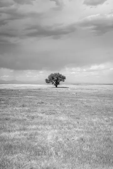 Une photographie de paysage en noir et blanc montre un arbre solitaire et feuillu centré dans un vaste champ herbeux plat