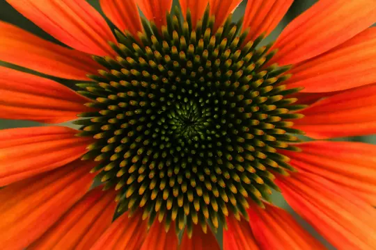 A vibrant macro close-up of an orange coneflower. The central disk is dark green with yellow-tipped florets arranged in a…