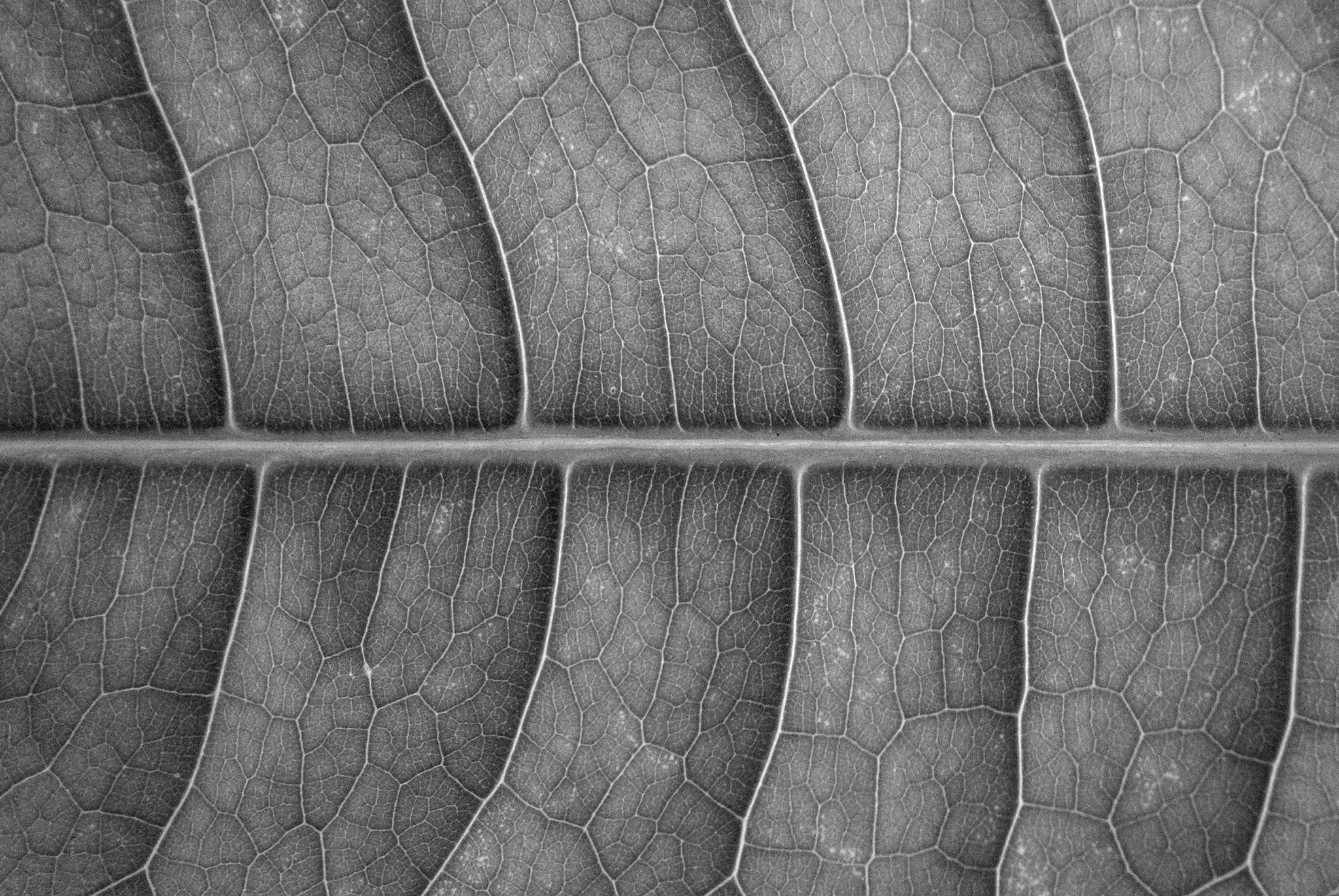 Detailná čiernobiela makrofotografia listu ukazujúca stredovú žilku a početné menšie, zložité žilky.