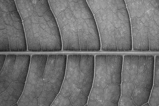 Detailná čiernobiela makrofotografia listu ukazujúca stredovú žilku a početné menšie, zložité žilky.