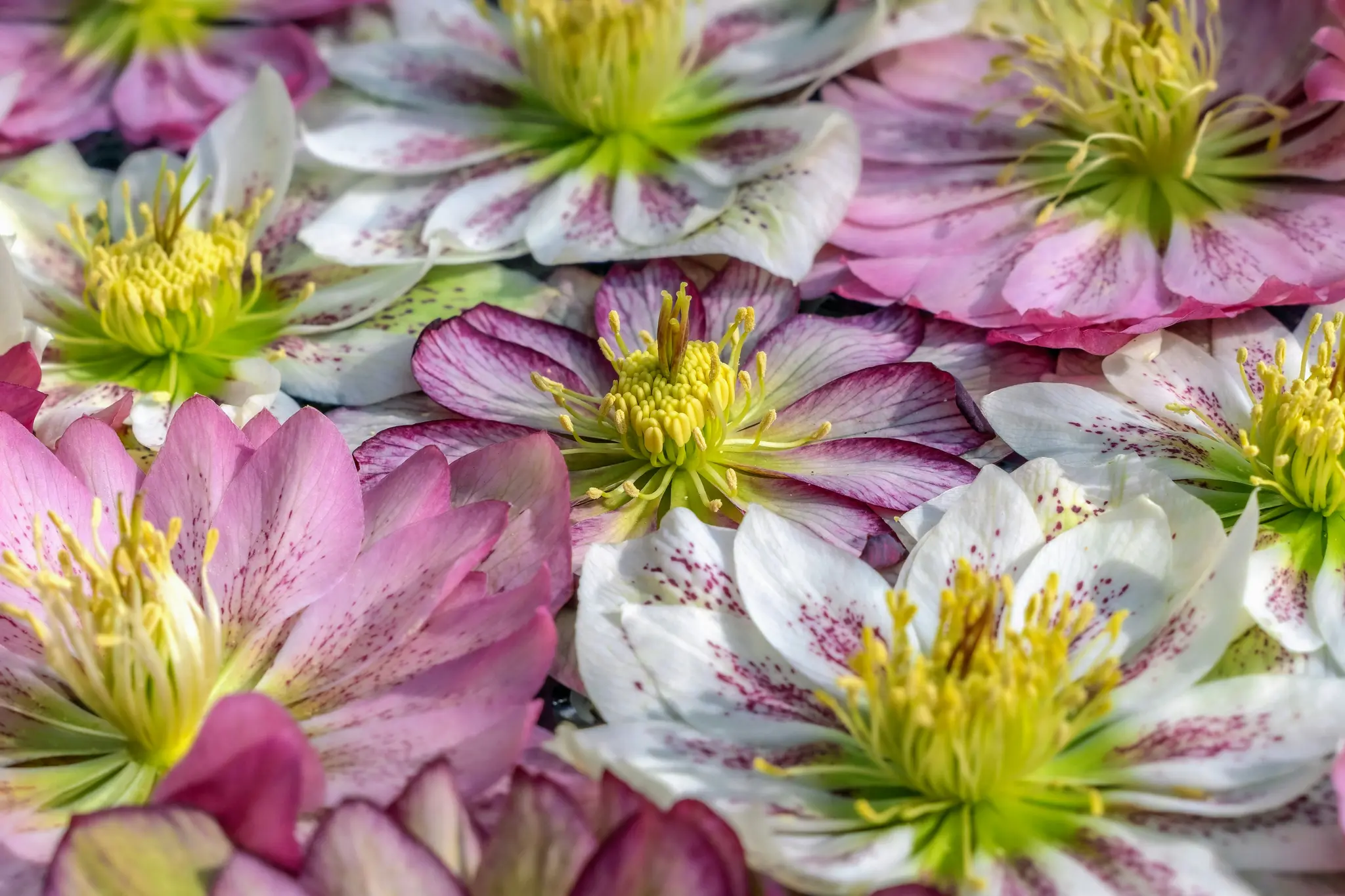 Une photo vibrante en gros plan de plusieurs fleurs d'hellébores. Les pétales sont un mélange de rose, de blanc et de violet