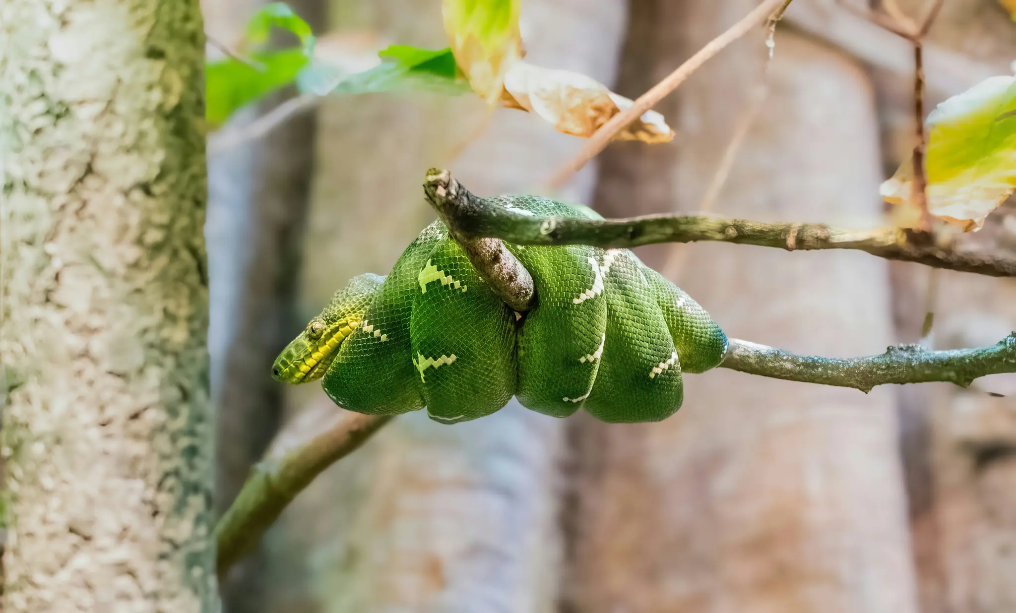 Un serpent vert vif avec une tête jaune-vert et des marques blanches est étroitement enroulé autour d'une branche d'arbre